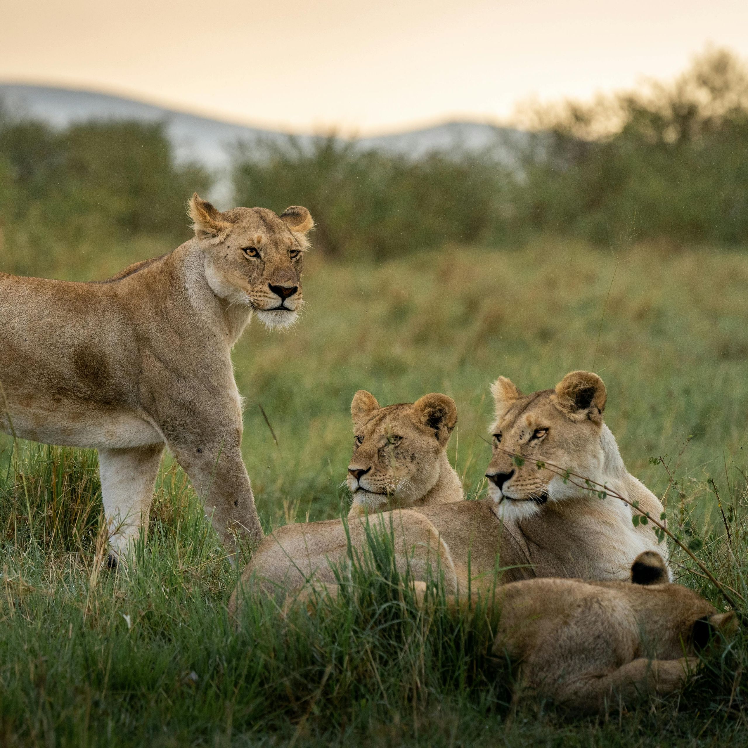 Samburu 3